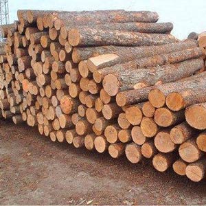 kormoswood - Χονδρικό εμπόριο στρογγγυλής ξυλείας